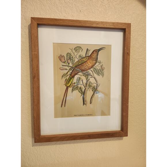 Framed J. & E. Gould - Nectarina Famosa Lithograph Print 17 1/2 x 21 1/2" - Picture 2 of 16